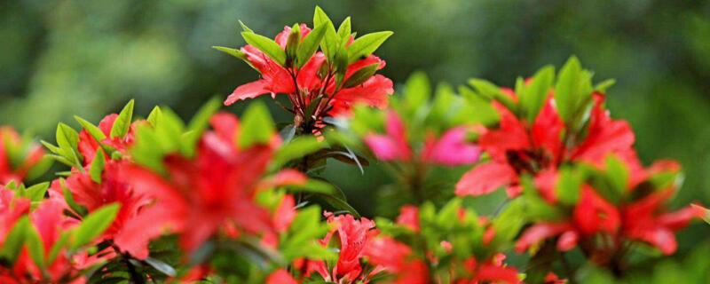 杜鹃小叶大叶有啥区别 杜鹃花小叶
