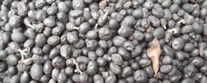 水蜡种子怎么催芽 水蜡种子怎么催芽发芽