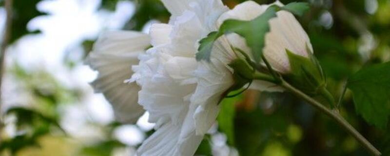 白槿花的功效与作用 白槿花的功效与作用吃