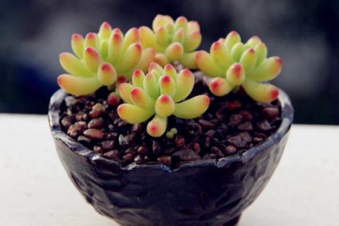 乙女心和虹之玉的区别