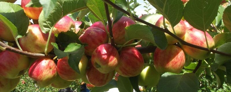 果树防冻用什么药 果树防冻什么药好