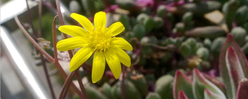 黄花新月怎么繁殖（黄花新月怎么养殖）