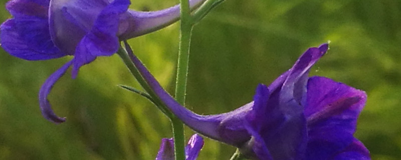飞燕草的种植方法（飞燕草的种植方法和注意事项视频）