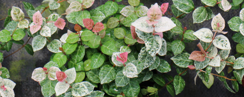 络石盆景怎么修剪 络石盆景怎么修剪好看