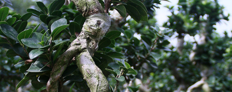 金钱榕叶子枯黄掉落 金钱榕叶子枯黄掉落干枝怎么办