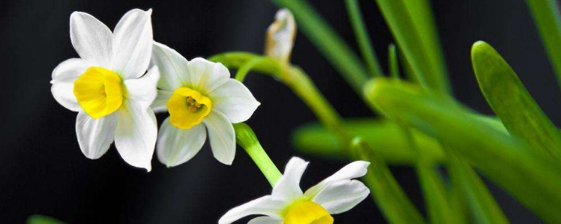 水仙花叶黄怎么办（水仙花叶黄怎么办才能变白）