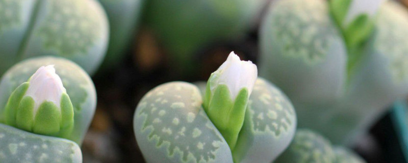 生石花有毒吗（生石花有毒吗可以吃）