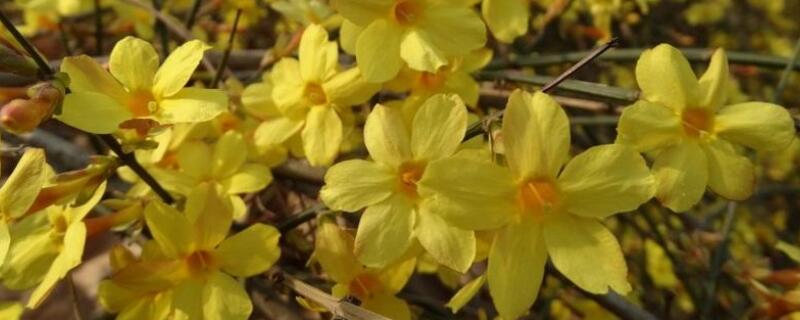 迎春花长什么样（迎春花长什么样子有什么特点）