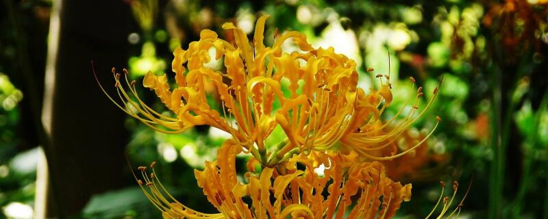 黄花石蒜有毒吗（红花石蒜有没有毒）