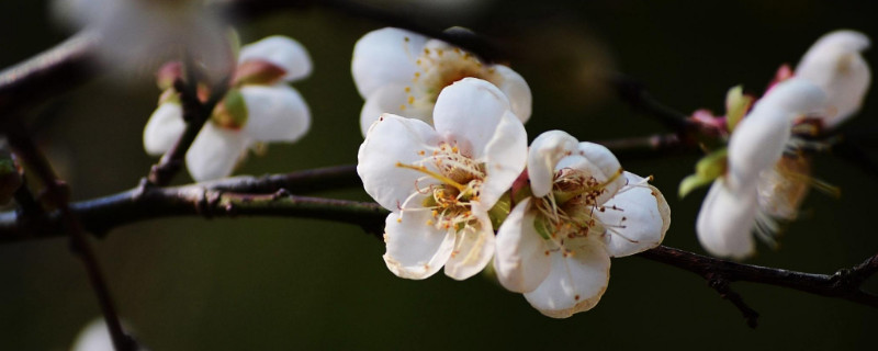 腊梅怎么养水 腊梅怎么养水养