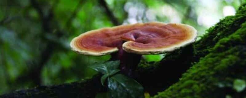 灵芝用什么土养（灵芝用什么土养最好视屏）