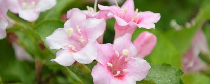 海仙花与锦带花的区别（海仙花别名）