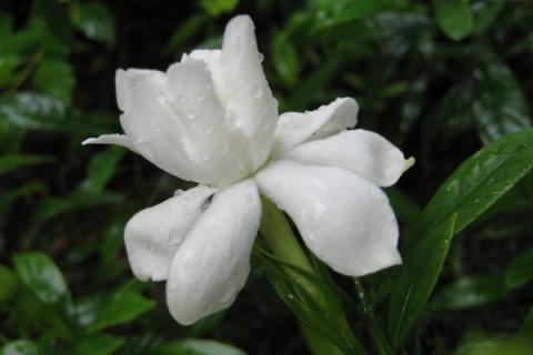 栀子花什么时候开