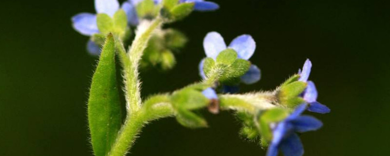 琉璃草有毒吗 琉璃草有毒吗能吃吗
