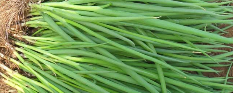 小葱种子催芽方法 香葱种子怎么浸种催芽
