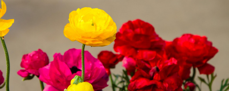 花毛茛种球怎么保存 花毛茛种球保存方法