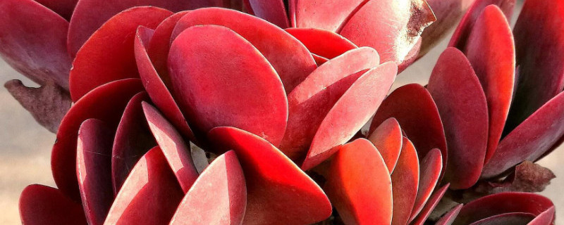 唐印叶片有黑斑怎么治（唐印长黑斑怎么回事）