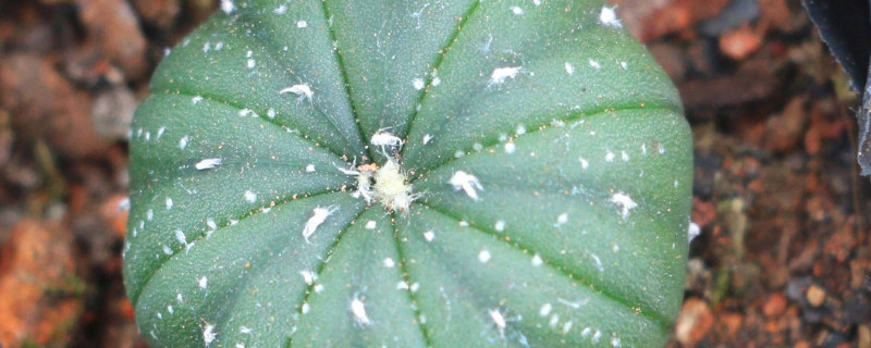 琉璃兜怎么养（星兜琉璃兜）