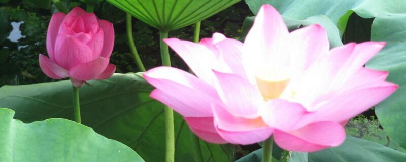 夏天开什么花（夏天开的有什么花）