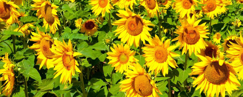 嫁接太阳花用什么砧木 太阳花用什么嫁接好