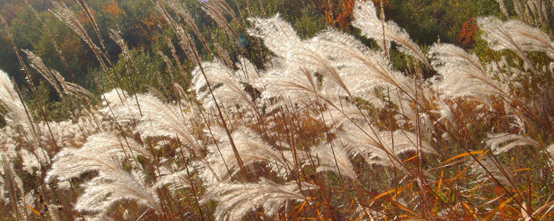 芒草和荻的区别（芒与荻的区别）