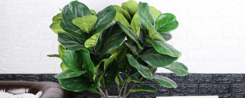 适合放客厅的大盆植物 适合放客厅的大盆植物有哪些