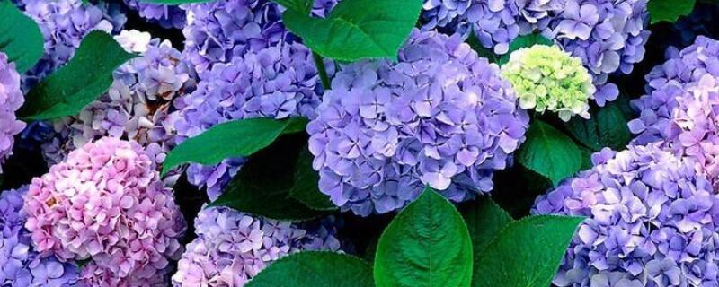 无尽夏真假区分 无尽夏怎么区分真假