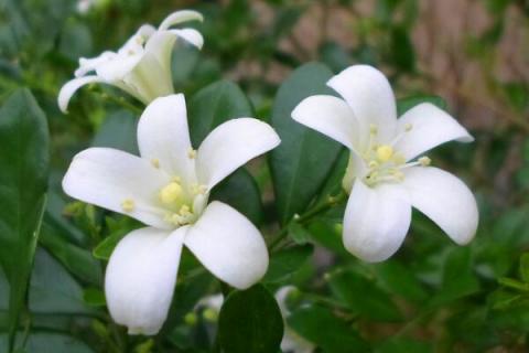 春天开的白色是什么花