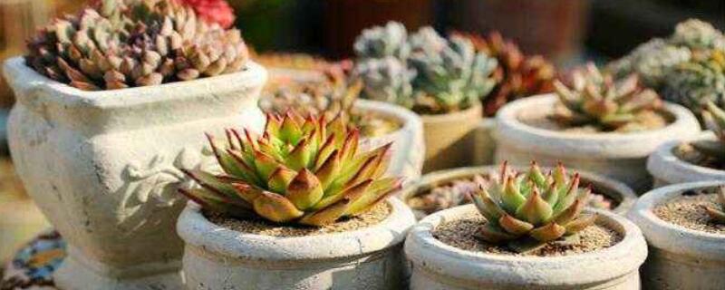 多肉抽芽怎么办（多肉抽芽开花）