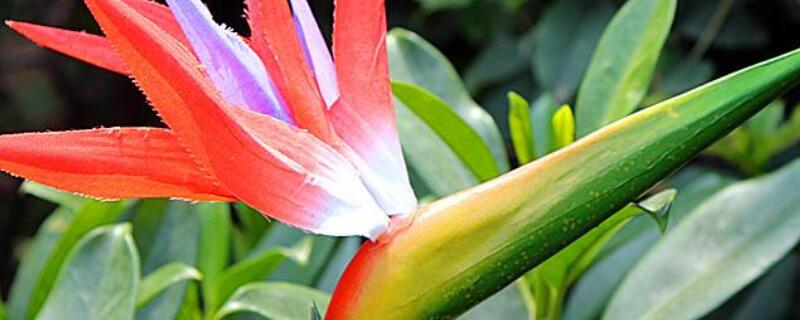 天堂鸟怎么分株（天堂鸟分株注意事项）