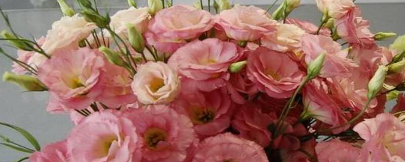 洋桔梗有香味吗（洋桔梗难闻）