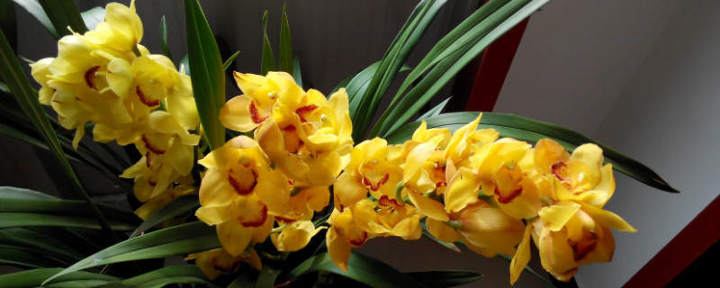 大花蕙兰和蝴蝶兰区别（大花蕙兰与蕙兰的区别）