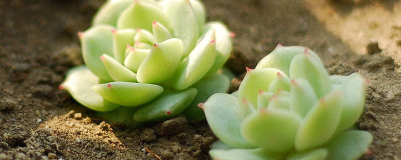 静夜多肉化水怎么办（静夜多肉怎么修剪）