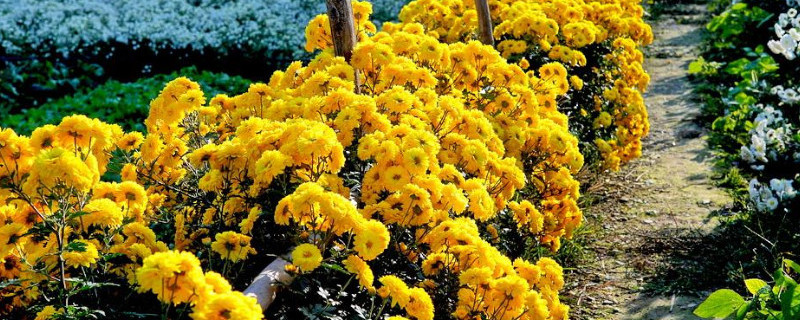 贡菊怎么保存 新鲜贡菊怎样晾干