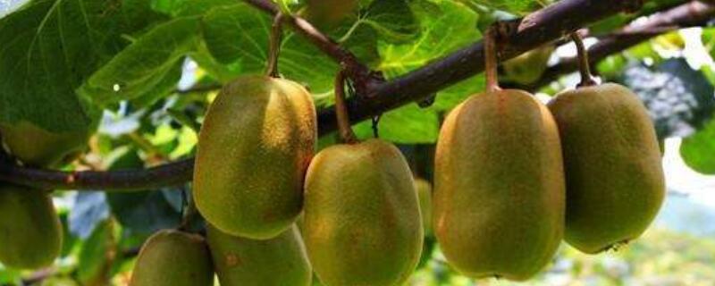 猕猴桃僵苗怎么办（猕猴桃死苗原因图片）