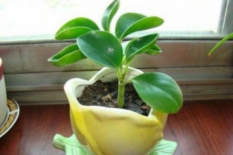 花水浇多了怎么办