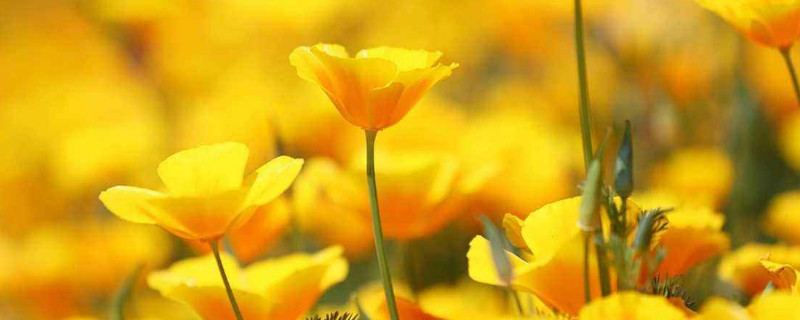 花菱草是罂粟花吗 罂粟花和野罂粟花的区别