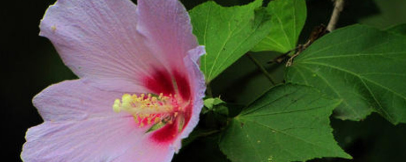 木槿花水大了打蔫怎么办 木槿花水浇多了叶子发蔫怎么办