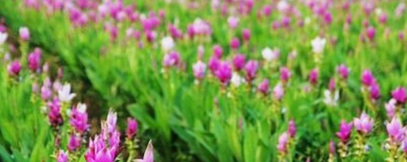 姜荷花为什么叶子卷曲 姜荷花为什么叶子卷曲呢