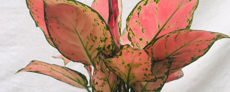 吉利红植物的寓意 吉利红植物的寓意是什么