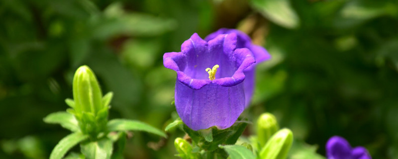 俄罗斯风铃的养殖方法（俄罗斯风铃花的养殖方法）