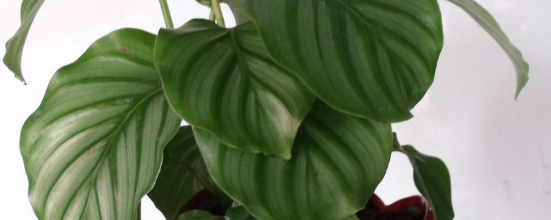 苹果竹芋叶子怎么剪 苹果竹芋叶子怎么剪短