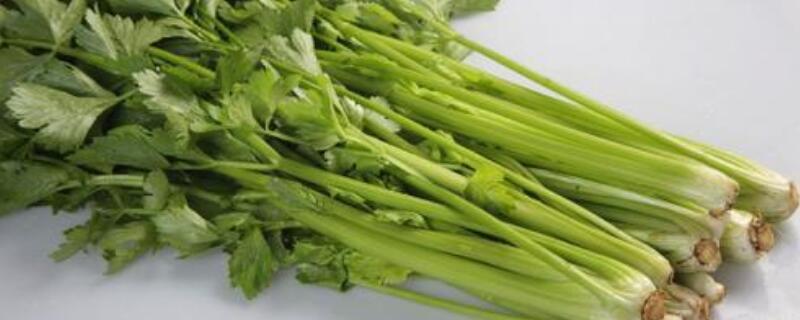 小叶芹菜功效与作用（小叶芹菜的功效与作用）