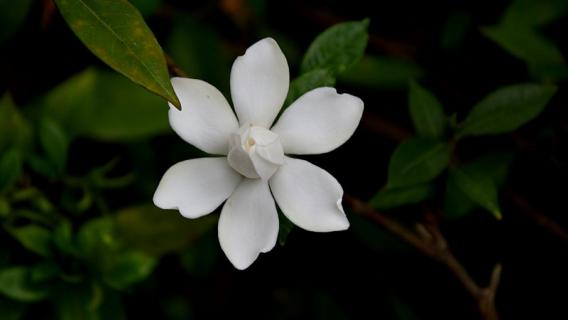 栀子花不发芽怎么办