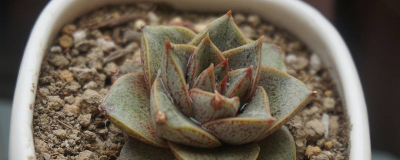 大和锦怎么出侧芽（大和锦多肉怎么出侧芽）