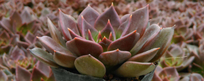 多肉黑王子和姬胧月怎么区分 黑王子 多肉