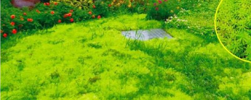 佛甲草有毒吗 佛甲草有毒吗能吃吗