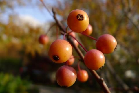 垂丝海棠果子可以吃吗