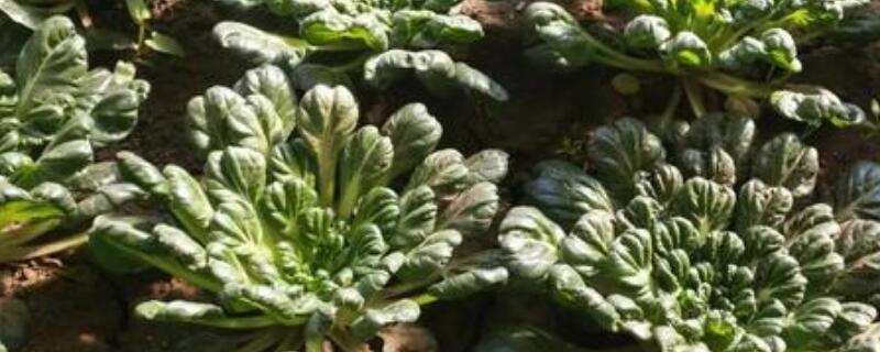 什么蔬菜冬天冻不死 什么蔬菜冬天冻不死不烂