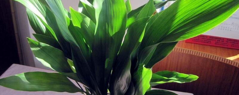 一叶兰开花吗 一叶兰开花图片